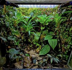 the inside of a container filled with plants