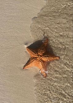 an orange starfish on the beach with water coming up from it's back