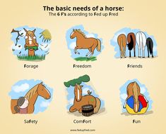 the basic needs of a horse