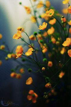 some yellow flowers are growing out of the ground