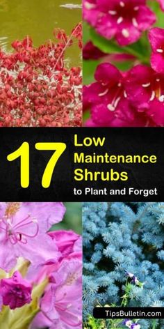 different flowers and plants with the title 17 low maintenance shrubs to plant and forget about