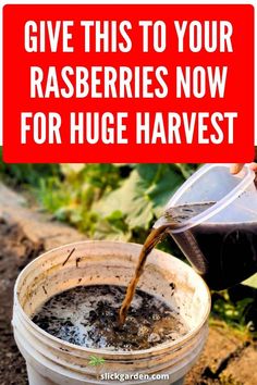 a bucket full of dirt with the words give this to your rasberries now for huge harvest