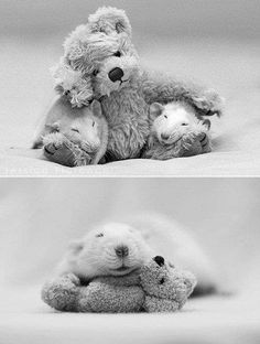 two pictures of teddy bears hugging each other on the same bed, one in black and white