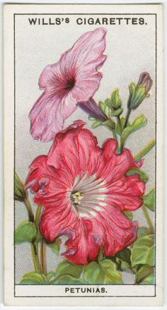 a postage stamp with two pink flowers and green leaves on it's back side