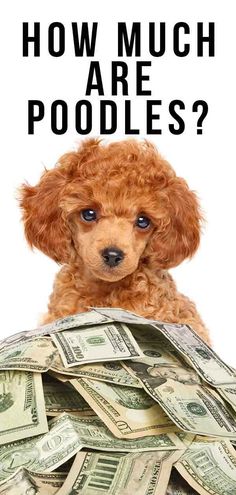 a poodle sitting on top of a pile of money with the words how much are poodles?