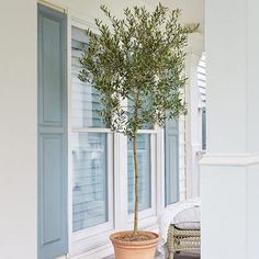 a potted olive tree sitting in front of a window