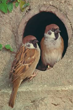 two brown and white birds are sitting in a hole