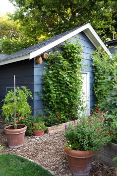 an outdoor garden with potted plants in front of a blue building and green trees