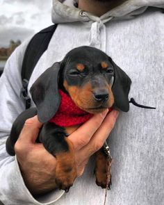 Cute Dachshund Puppy |Cute Dachshund Puppies|Sausage dog puppies|Dachshund Puppies|Doxie dog Puppies|Dachshund puppy|Dachshund Dog Puppies|Doxie Puppies|Weiner Dog puppies|Wiener Dog puppies|Miniature Dachshund puppies|Weenie Dog puppies|Wiener Dog puppies|Hot Dog puppies|Weenie Dog puppies|Dachshund Puppies Dachshund, Miniature Dachshund Puppies, Puppy Dachshund, Doxie Puppies, Weenie Dog, Puppy Cute, Dog Puppies