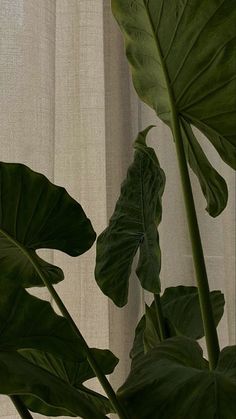 a large green plant sitting on top of a window sill next to a curtain