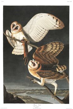 three owls flying in the night sky with one perched on top of another owl's head