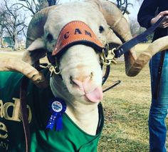 a goat with its tongue hanging out wearing a green jacket