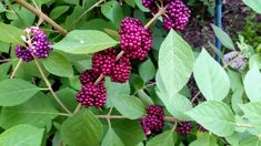 purple berries are growing on the branch of a tree