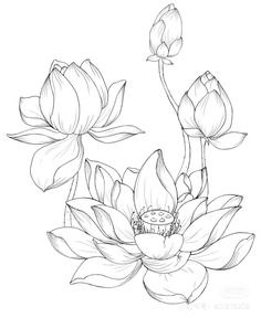 a drawing of two flowers with leaves on the bottom and one flower in the middle