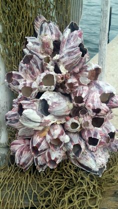 a bunch of sea shells sitting on top of a net next to the ocean water