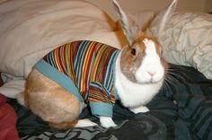 a rabbit wearing a shirt that says i'll birky you all night long