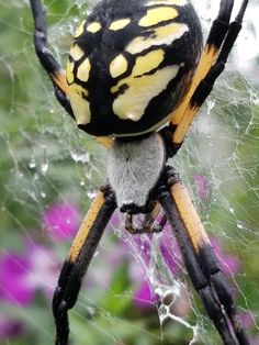 a yellow and black spider sitting on top of a web covered in water droplets next to purple flowers