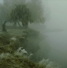 a foggy field with some trees and water