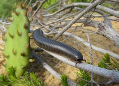 a black caterpillar crawling on top of a tree branch next to a cactus