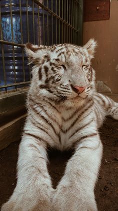 a white tiger laying on the ground in front of a caged area with it's paws up