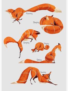 an orange fox poster with different positions and names on the front, side, and back