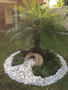 a small palm tree sitting in the middle of a garden with rocks and stones around it