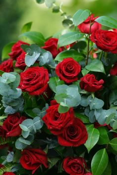 a bunch of red roses with green leaves on them and the words happy valentine's day