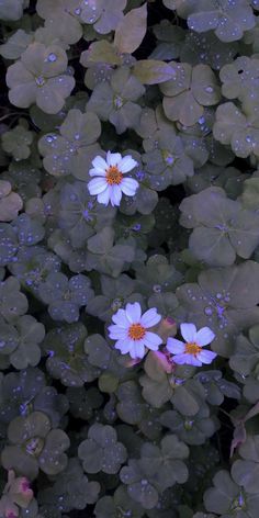 two white flowers surrounded by green leaves and water droplets on the petals are dewdrops