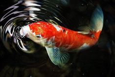 an orange and white fish swimming in water with ripples on it's side