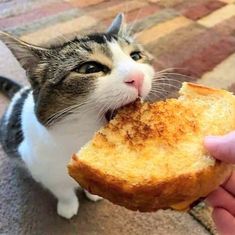 a cat is looking up at someone holding a piece of bread in their hand while he eats it