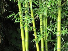 several green bamboo trees with leaves on them