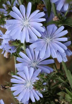 some very pretty blue flowers in a field