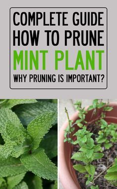 the complete guide to how to prune mint plant and why pruning is important?