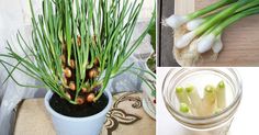 there are three pictures showing different stages of growing onions in the pot and on the table