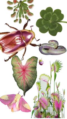 an image of various plants and insects on a white background