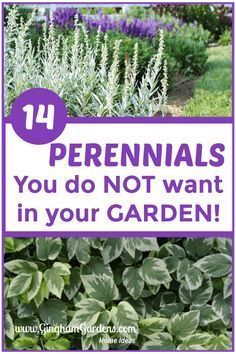 purple and green plants with the words perennials you do not want in your garden