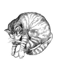 a black and white drawing of a cat laying on its side with it's eyes closed