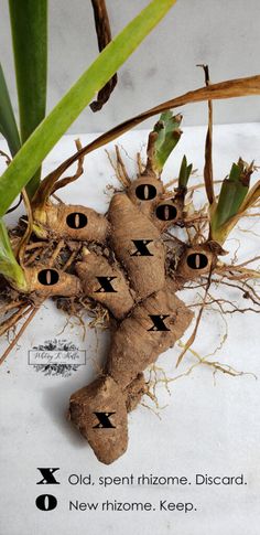 an image of roots that have been cut into smaller pieces and labeled with numbers on them