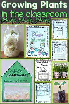 the growing plants in the classroom poster is shown with pictures and instructions for each plant