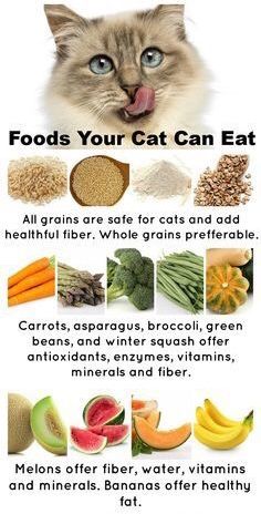 a poster with an image of cats and their food choices for cat diets, including carrots, broccoli, avocados, melons, water, vitamins, milk, and more