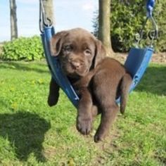 a brown puppy is sitting in a blue swing