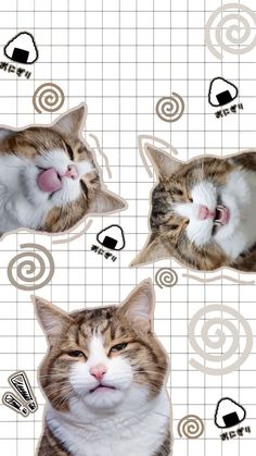 four different pictures of cats with their mouths open