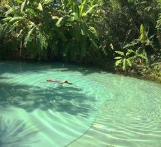 a person swimming in a pool surrounded by lush green trees and bushes on either side