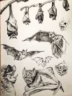 a drawing of bats hanging from a tree and on a wire above them are drawings of various animals