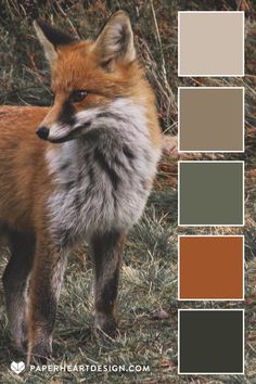 a red fox standing in the grass with color swatches on it's face