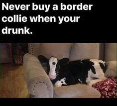 a black and white cow laying on top of a couch next to a quote that says never buy a border collie when your drunk