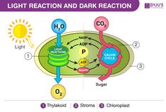 the diagram shows how light reaction and dark reaction work together to make an energy source