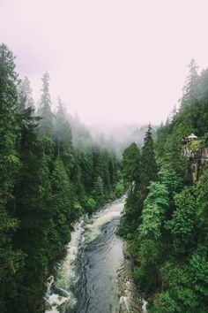 a river flowing through a lush green forest covered in foggy clouds and surrounded by tall evergreen trees