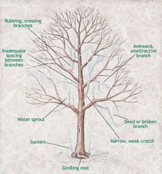 the parts of a tree labeled in this diagram