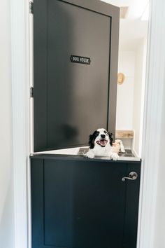 a black and white dog is sitting in the sink